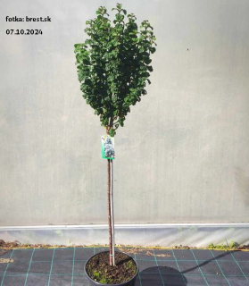 Cornus sanguinea 'Compressa'100cm kmienok 